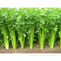 2014 All Varieties Of Celery Seeds For Growing